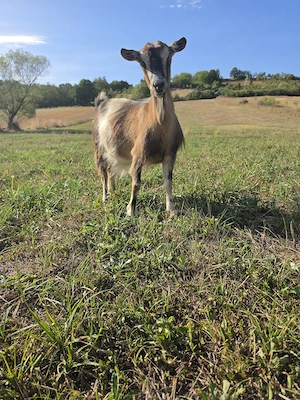 Capra gestanta de vanzare,carpatina