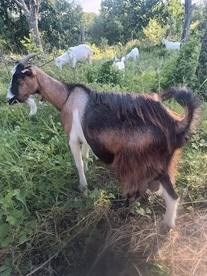 Capra gestanta de vanzare,metis saanen cu alpin francez