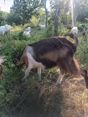 Capra gestanta de vanzare,metis saanen cu alpin francez - imagine 2