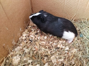 Vand porcusori de Guineea