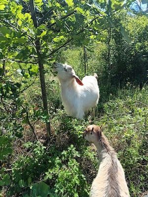 Tap saanen de vanzare, varsta 1 an jumate,fara coarne