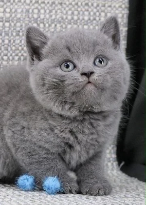 british shorthair 