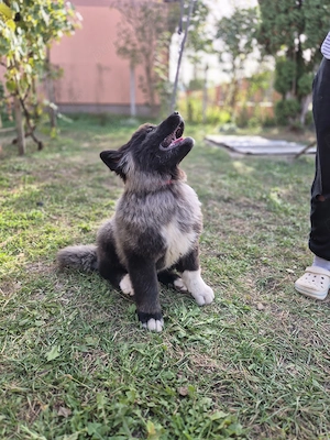 Akita America caută familie iubitoare!