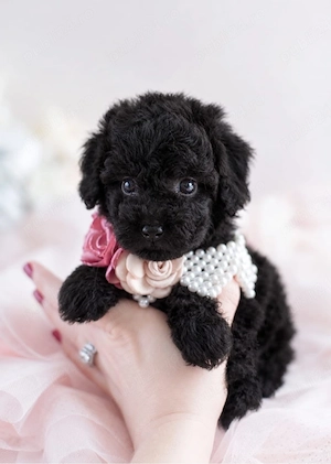 caniche poodle negru mini toy - imagine 4