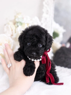 caniche poodle negru mini toy - imagine 3