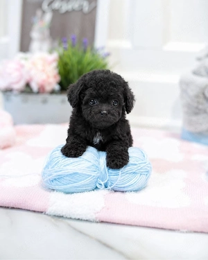 caniche poodle mini toy negru