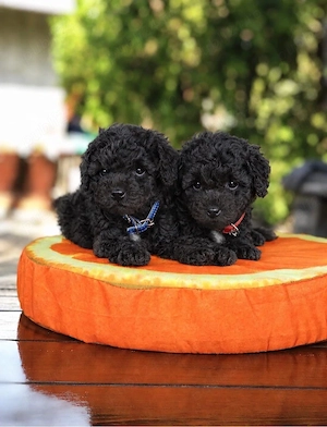caniche poodle negru mini toy
