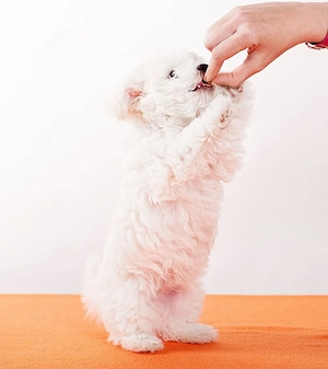 Bichon Frise disponibili imediat.  Asigur transport personal! - imagine 2