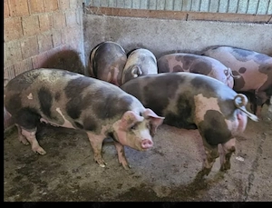 Vand urgent 12 porci