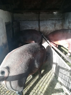 Vand urgent 12 porci - imagine 2