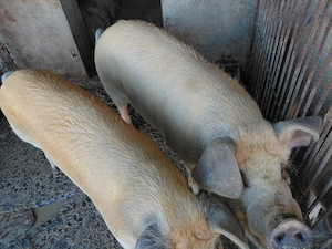 Vand porci sacrificat 130-160 kg
