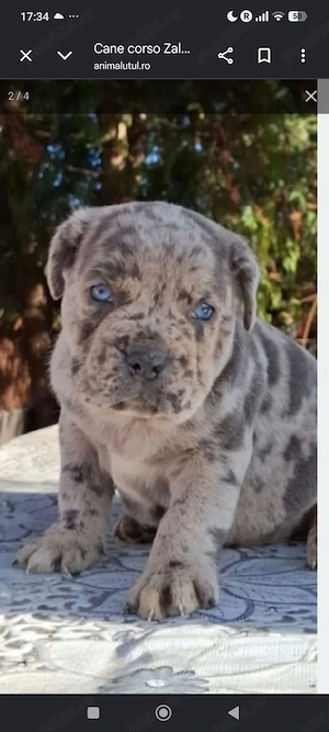 cane corso de vânzare