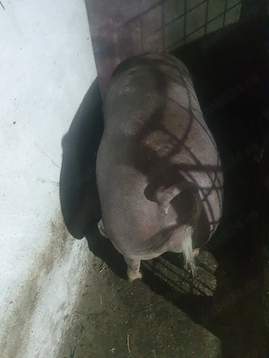 Porc pietrean de vânzare are undeva între 150 și 180 preț 18ron pe kg tel   - imagine 3
