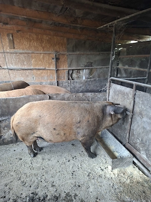 Vând porci rasa Duroc   crescuți în gospodărie, carne de calitate superioară - imagine 5