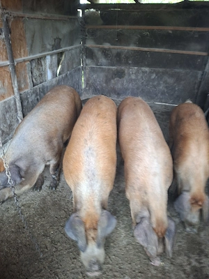 Vând porci rasa Duroc   crescuți în gospodărie, carne de calitate superioară - imagine 3