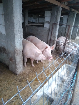 Vînd porci crescuți în regim gospodăresc  - imagine 3