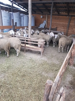 Cârlani de vânzare 