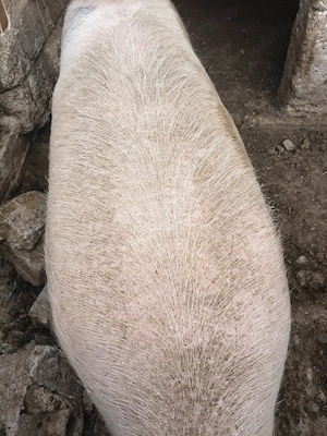 Porci mari, fătați și crescuți în gospodărie. 400 kg -300 kg. Mai sunt disponibili doar trei. 