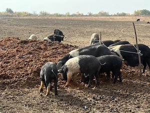 Vând porci Mangalița metis Bazna   crescuți în aer liber   Jebel, Timiș