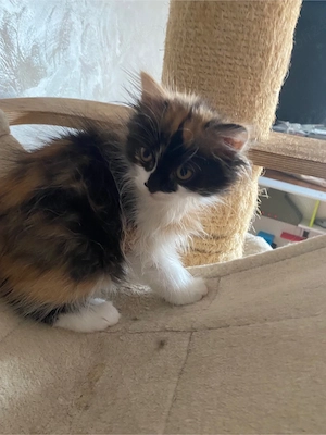 Ragdoll triclora fetita superba 2 luni  - imagine 4