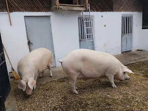 Porci BIO de vânzare !