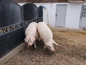 Porci BIO de vânzare ! - imagine 3