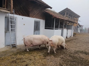 Porci BIO de vânzare ! - imagine 5
