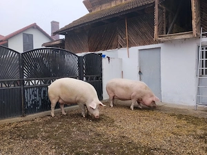 Porci BIO de vânzare ! - imagine 2