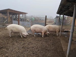 Porci de vanzare! - imagine 4