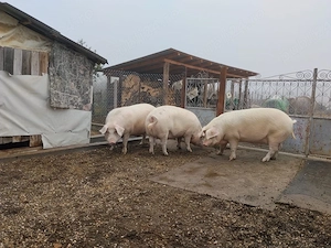 Porci de vanzare!