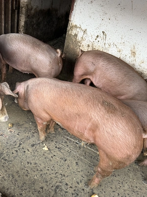 Porci de carne Duroc  - imagine 3