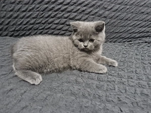 British shorthair