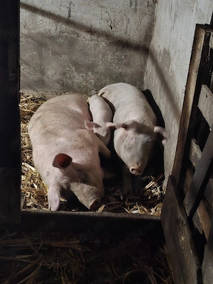 Porcii pentru sacrificat și purceii  - imagine 4