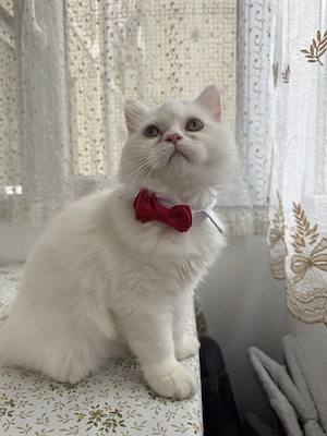 British longhair white 