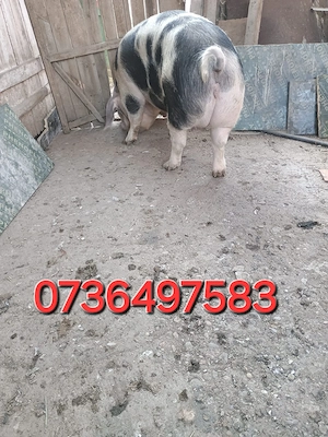 Porci 100-300   kg 