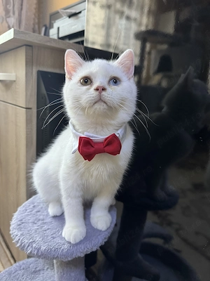 British shorthair white