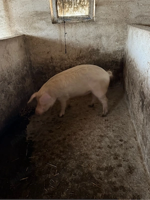 Porci 70-100 de kg   - imagine 4