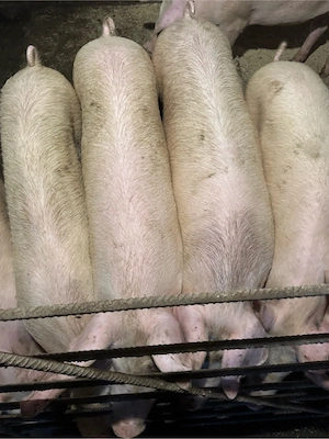 Porci 70-100 de kg   - imagine 3