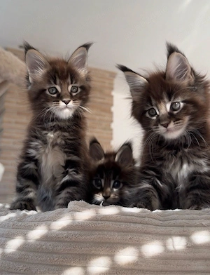 Maine Coon puiuti 