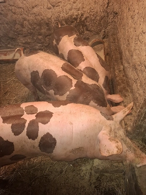 Porci Petran Belgian 