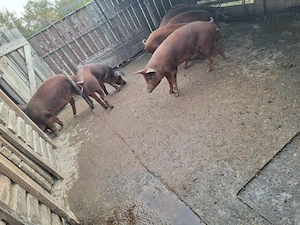 Vand porci duroc 