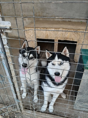 Vând câini Husky Siberian (preț pe fiecare câine) - imagine 2