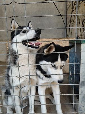 Vând câini Husky Siberian (preț pe fiecare câine) - imagine 3