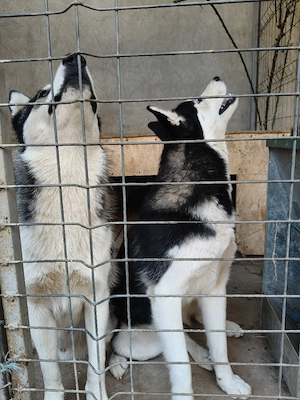 Vând câini Husky Siberian (preț pe fiecare câine) - imagine 4