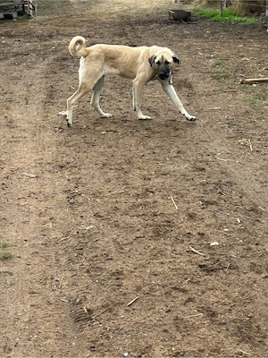 Vând cățelusă de kangal 