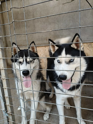 Vând câini Husky Siberian (preț pe fiecare câine) - imagine 5