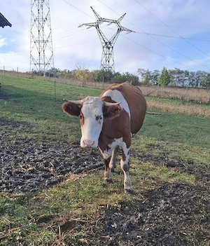 Vaca tanara de vanzare