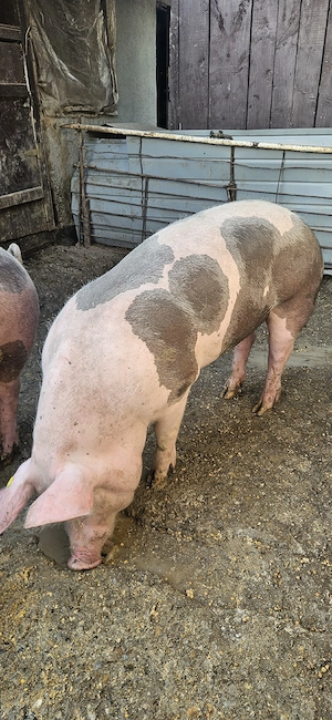 Porci de vânzare, greutate 150-200 kg 