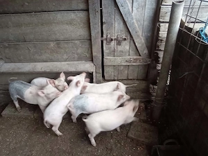 Vând purcei   8 săptămâni