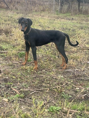 vand sau schimb doberman  - imagine 3
